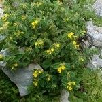 Nonea lutea Leaf