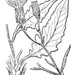 Hieracium stelligerum Other