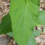 Laportea canadensis Leaf