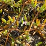 Sesuvium portulacastrum Õis