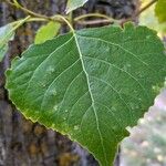 Populus nigraList