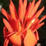 Aphelandra tridentata Flower