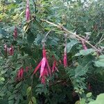 Fuchsia magellanicaBlüte