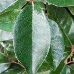 Elaeagnus × submacrophyllaഇല