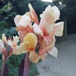 Canna × hybrida Flower