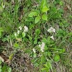 Antennaria plantaginifolia Blatt