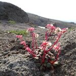 Calyptridium umbellatum ᱛᱟᱦᱮᱸ