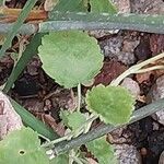 Pelargonium betulinum Hostoa