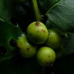 Ilex dipyrena Fruit