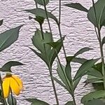 Rudbeckia nitida Hoja