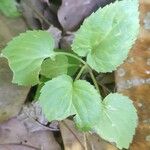 Viola striata Leaf