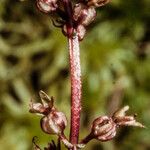 Neottia cordata Květ