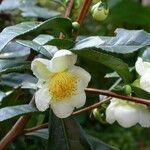 Camellia yunnanensisBlüte