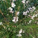 Oenothera lindheimeri Habitus