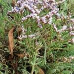 Limonium vulgareЦвят