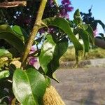 Bougainvillea spectabilis Feuille