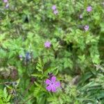 Geranium purpureumFleur