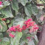 Clerodendrum splendens花