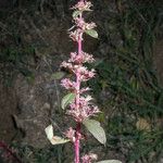 Amaranthus torreyi Květ