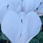 Cyclamen persicumFlower