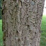 Phellodendron amurense Bark