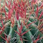 Ferocactus latispinus Лист