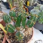 Euphorbia handiensis Foglia