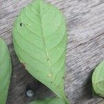 Psychotria cupularis Leaf