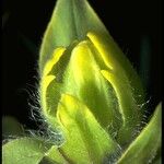 Castilleja occidentalis Blomma