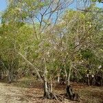 Tabebuia heterophylla Habit