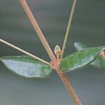 Correa backhouseana पत्ता