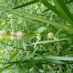 Sparganium emersum Fula