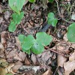 Hepatica nobilisLevél