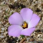 Linanthus dianthiflorus Flor