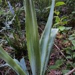 Eryngium yuccifolium Foglia