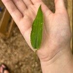 Dichanthelium clandestinum Leaf