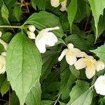 Philadelphus coronariusFoglia