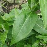 Cyanus triumfettii Leaf