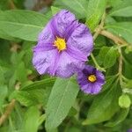 Solanum laciniatumFlower