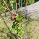 Ribes uva-crispa Feuille