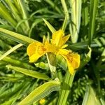 Iris pseudacorusFlower