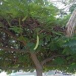 Delonix regia Fruit