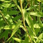 Solidago gigantea Foglia