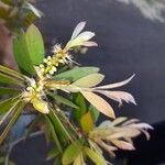 Melaleuca quinquenervia Flor