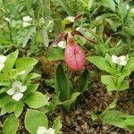 Cypripedium acauleКвітка