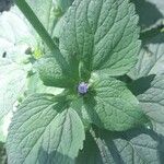 Ageratum conyzoides Blatt