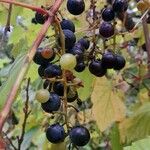 Vitis riparia Плод