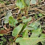 Rumex × acutus Habit