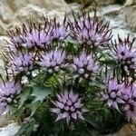 Physoplexis comosa 花