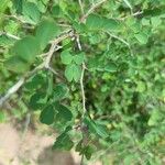 Haematoxylum campechianum Blatt